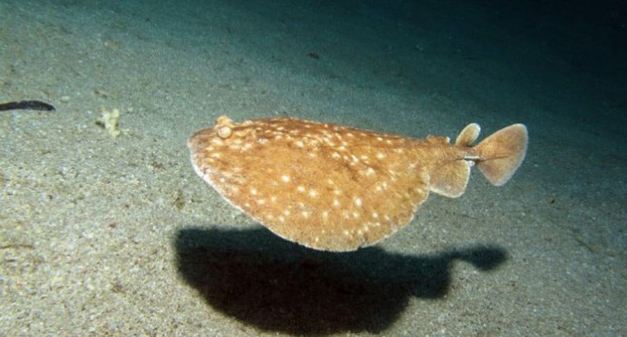 Калкан Рыба Фото – Telegraph