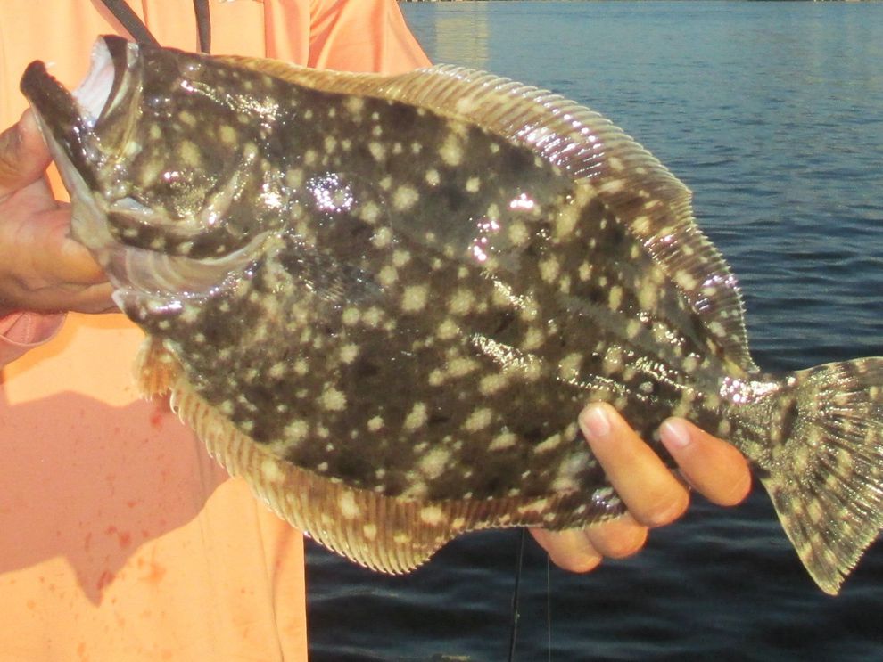 flounder on LockerDome