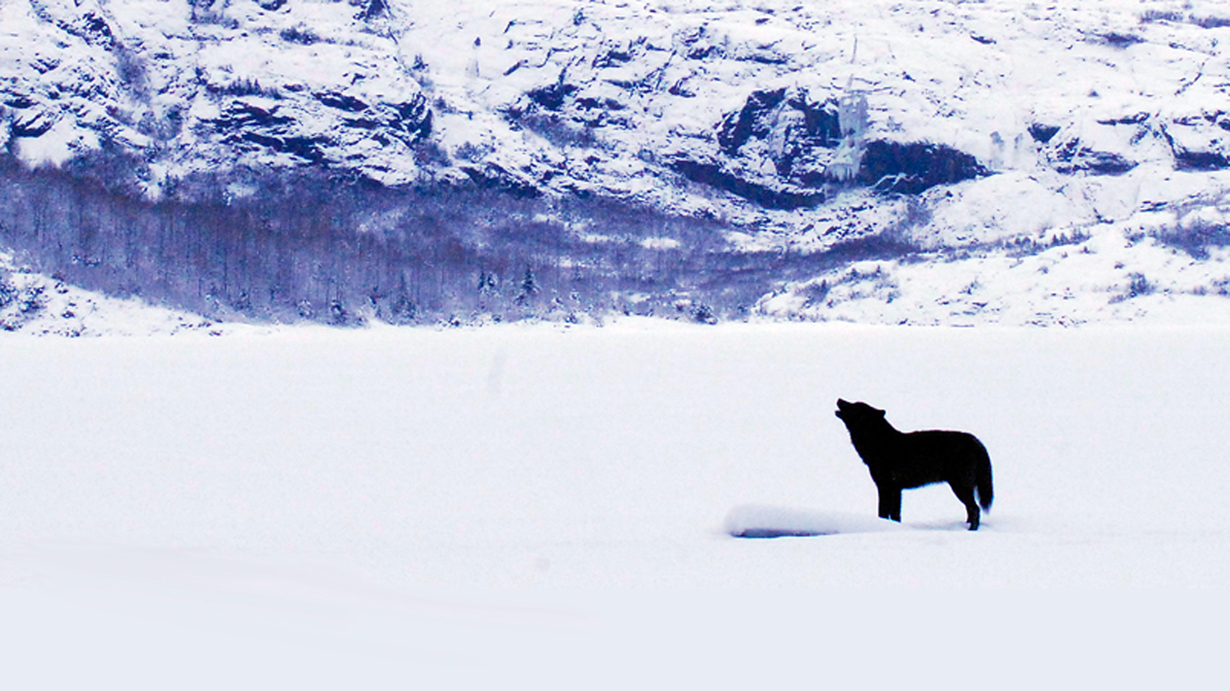 How To Use Remote Start >> Romeo the Wolf Was Befriended and Adored. Then Shot Dead. How To Use Remote Start >> Romeo the Wolf Was Befriended and Adored. Then Shot Dead.