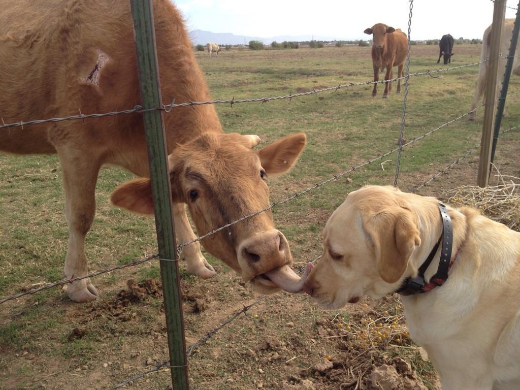 Can Dogs Really Be Friends with Cows?