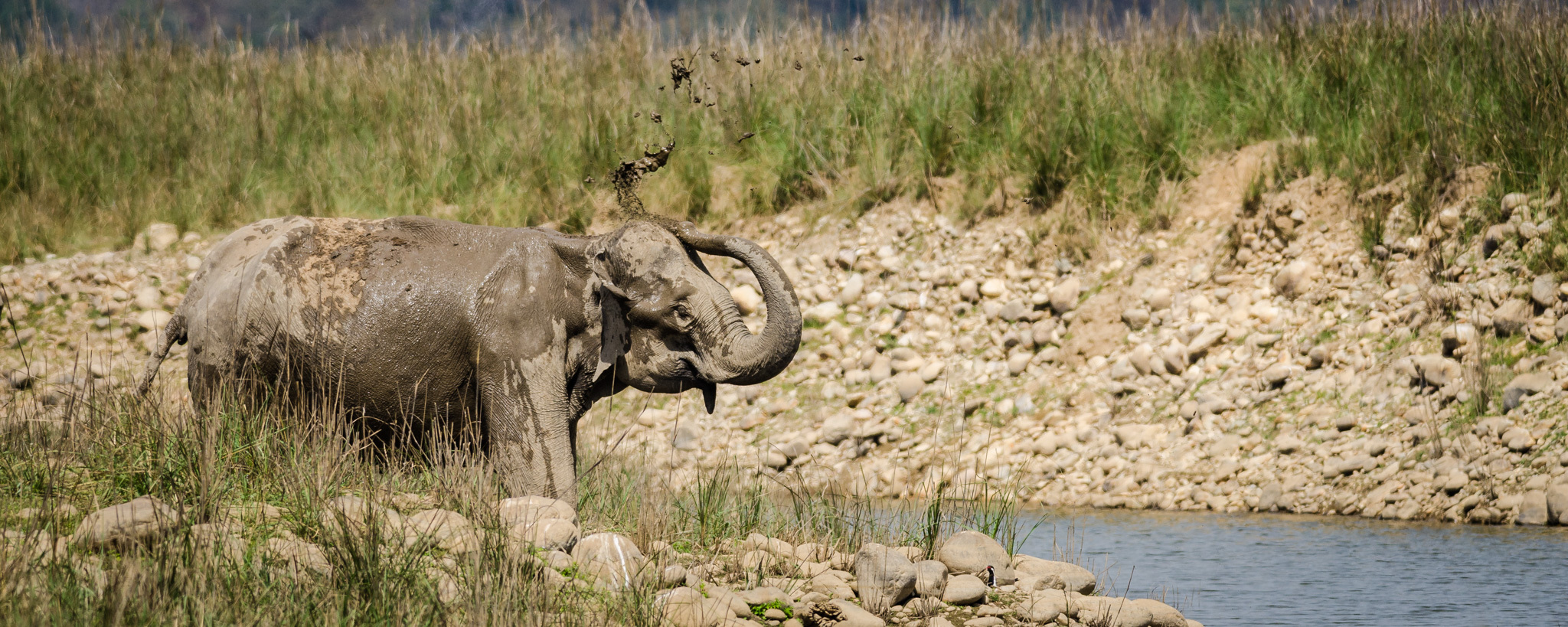 Wildlife Photography Tours in India - LockerDome