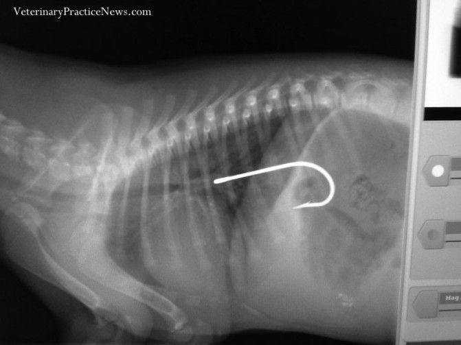 12 Horrifying XRays Of Everyday Items Found In Dogs' Stomachs
