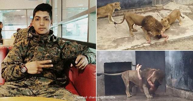 شاب يقدم نفسه وليمه للاسود .. لن تصدق ما الذي دفعه الى ذلك ..سبحان الله ولا حول ولا قوه الا بالله  نعتذر عن الصور " للبالغين فقط"