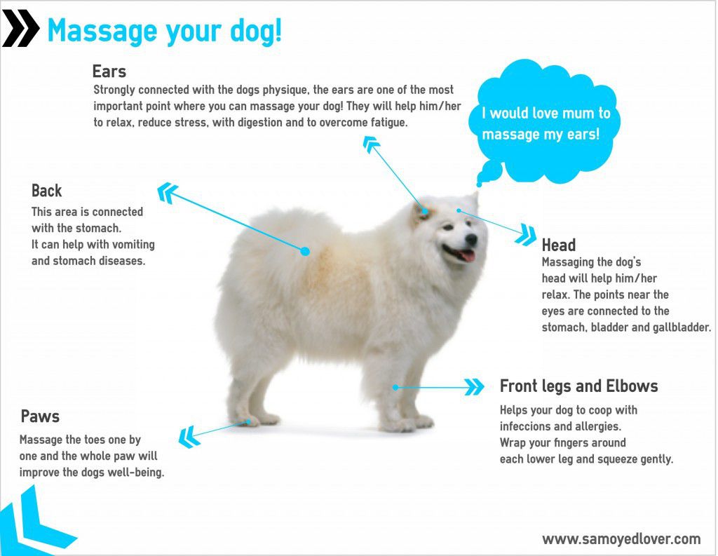 How To Massage A Dog All You Need Infos