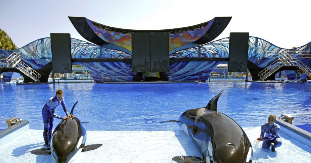 Seaworld абу даби отзывы. Seaworld абу даби отзывы
