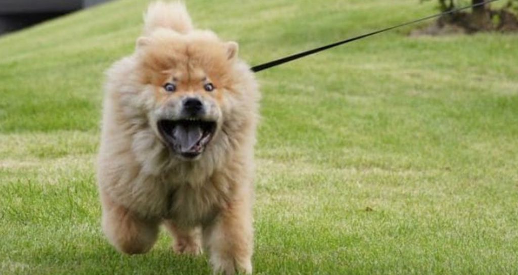 Vets Agree These Dogs Shouldn't Be Kept At Home — Here's Why