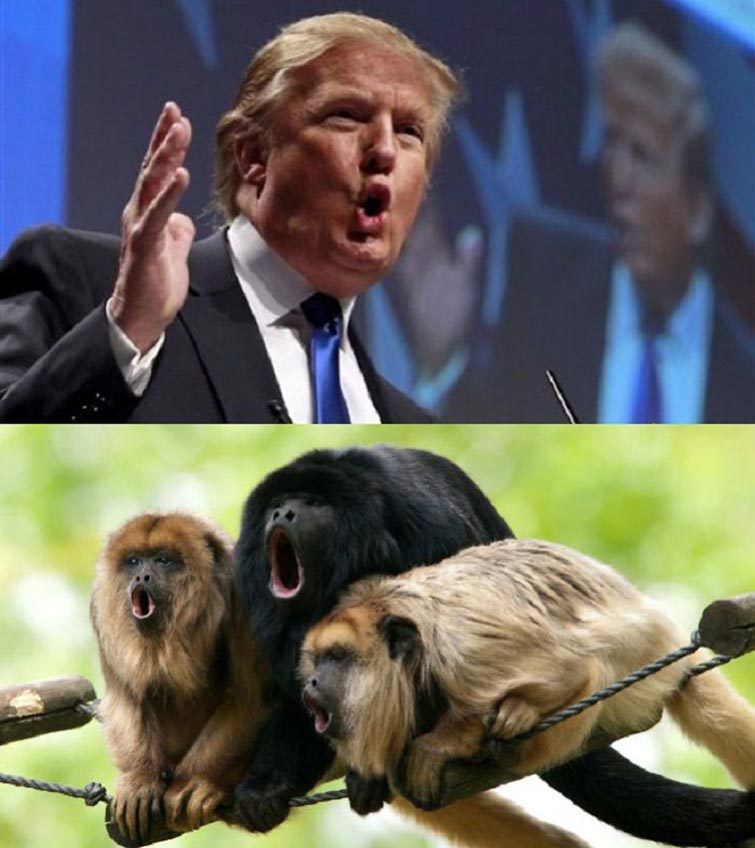 15 Things That Look Like Donald Trump's Stupid Face