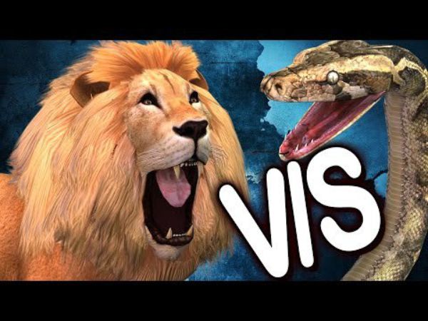 Gaint Python Attacks Lion | Python Vs Lion Animal Fight| Cartoon Animal ...