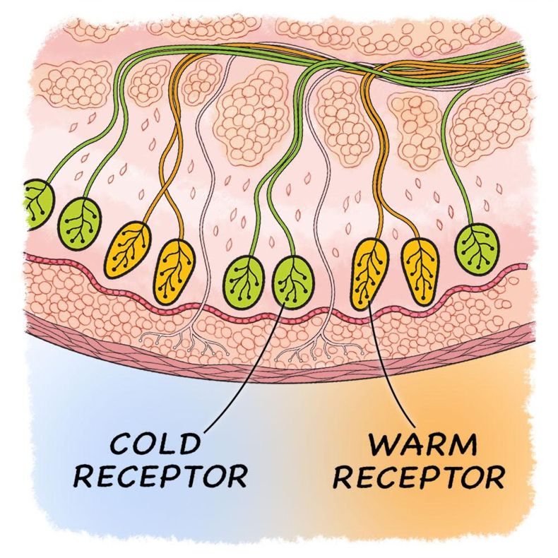 receptors on LockerDome
