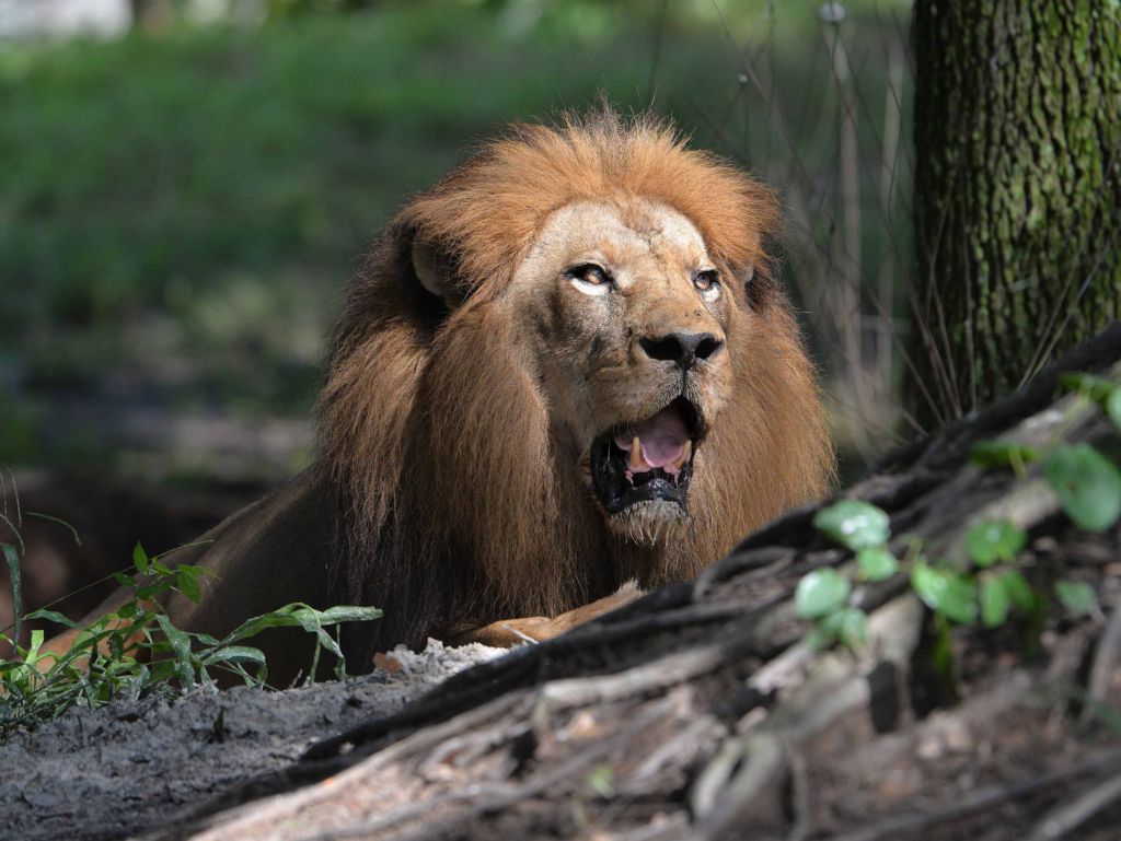JacksonvilleZoo on LockerDome